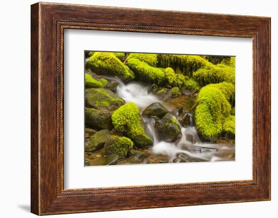 Wa, Olympic National Park, Sol Duc Valley, Stream with Mossy Rocks-Jamie And Judy Wild-Framed Photographic Print