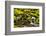 Wa, Olympic National Park, Sol Duc Valley, Stream with Mossy Rocks-Jamie And Judy Wild-Framed Photographic Print