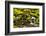 Wa, Olympic National Park, Sol Duc Valley, Stream with Mossy Rocks-Jamie And Judy Wild-Framed Photographic Print