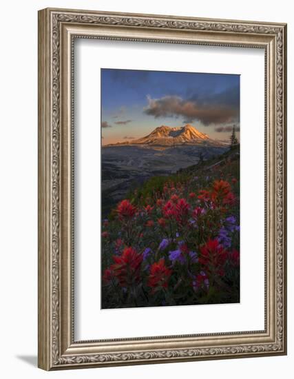 WA. Paintbrush and Penstemon wildflowers at Mount St. Helens Volcanic National Monument-Gary Luhm-Framed Photographic Print