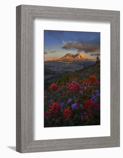 WA. Paintbrush and Penstemon wildflowers at Mount St. Helens Volcanic National Monument-Gary Luhm-Framed Photographic Print