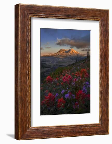 WA. Paintbrush and Penstemon wildflowers at Mount St. Helens Volcanic National Monument-Gary Luhm-Framed Photographic Print