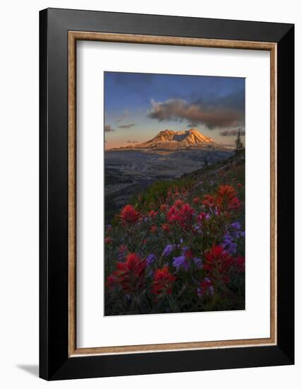 WA. Paintbrush and Penstemon wildflowers at Mount St. Helens Volcanic National Monument-Gary Luhm-Framed Photographic Print