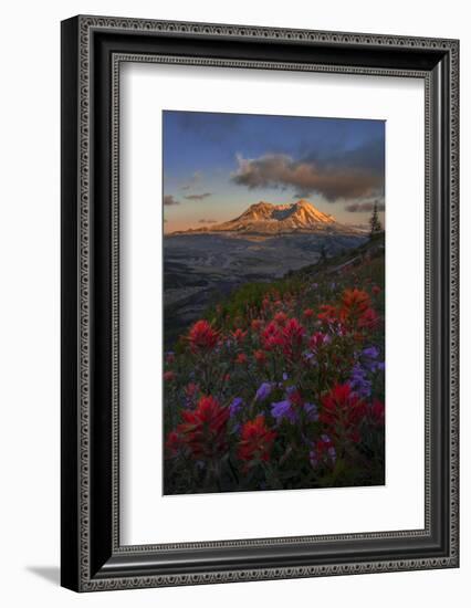 WA. Paintbrush and Penstemon wildflowers at Mount St. Helens Volcanic National Monument-Gary Luhm-Framed Photographic Print