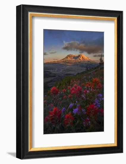 WA. Paintbrush and Penstemon wildflowers at Mount St. Helens Volcanic National Monument-Gary Luhm-Framed Photographic Print