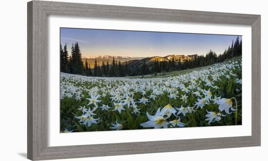 WA. Panorama of Avalanche Lily at dawn in a subalpine meadow at Olympic NP. Digital composite.-Gary Luhm-Framed Photographic Print