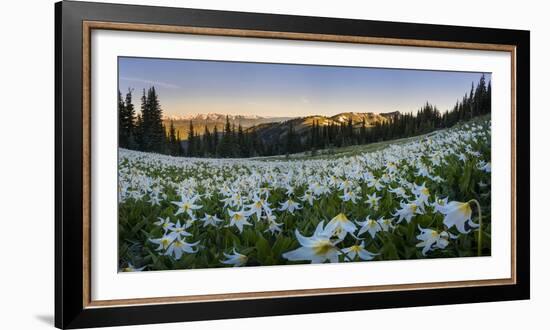 WA. Panorama of Avalanche Lily at dawn in a subalpine meadow at Olympic NP. Digital composite.-Gary Luhm-Framed Photographic Print