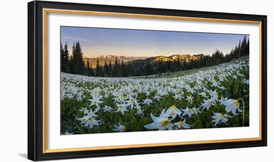 WA. Panorama of Avalanche Lily at dawn in a subalpine meadow at Olympic NP. Digital composite.-Gary Luhm-Framed Photographic Print