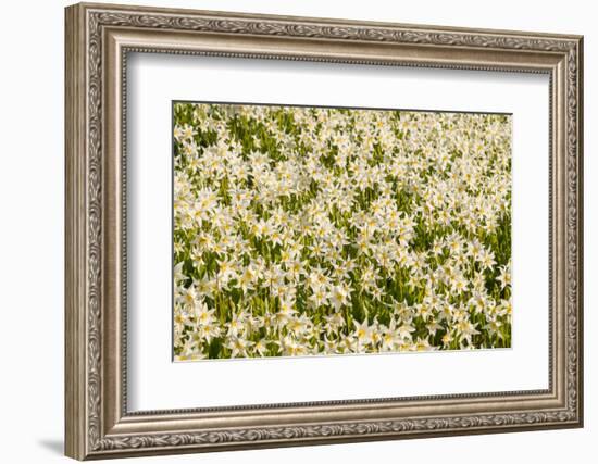 WA. Pattern of Avalanche Lily (Erythronium montanum) in subalpine meadow at Olympic National Park.-Gary Luhm-Framed Photographic Print