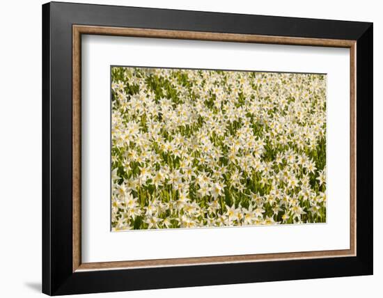 WA. Pattern of Avalanche Lily (Erythronium montanum) in subalpine meadow at Olympic National Park.-Gary Luhm-Framed Photographic Print