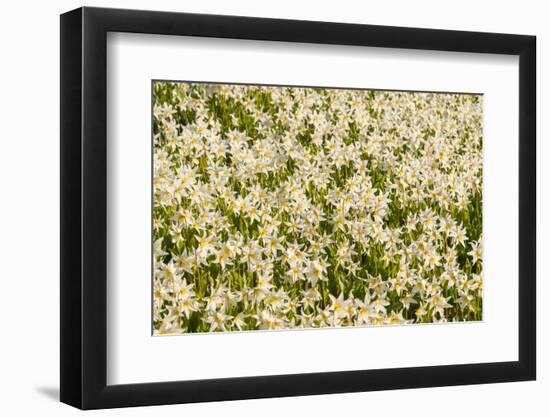 WA. Pattern of Avalanche Lily (Erythronium montanum) in subalpine meadow at Olympic National Park.-Gary Luhm-Framed Photographic Print