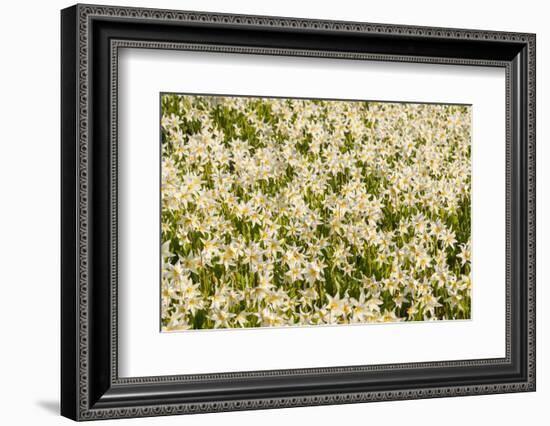 WA. Pattern of Avalanche Lily (Erythronium montanum) in subalpine meadow at Olympic National Park.-Gary Luhm-Framed Photographic Print