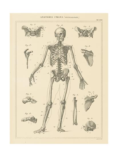 Art Print, , large