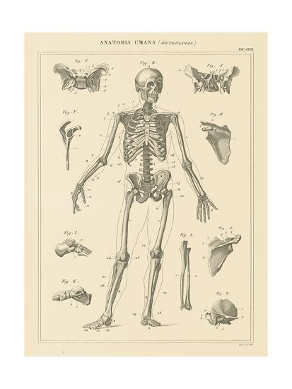 Art Print, , large