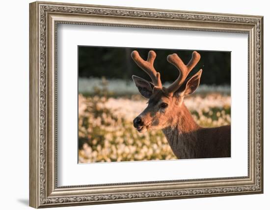 WA. Portrait of a Black-tailed deer, a buck in velvet, in a field of Avalanche Lily at Olympic NP.-Gary Luhm-Framed Photographic Print