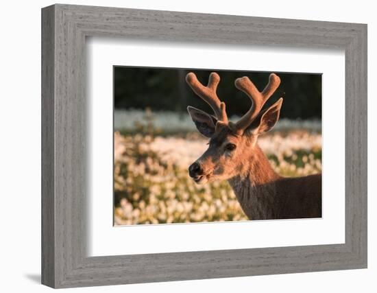 WA. Portrait of a Black-tailed deer, a buck in velvet, in a field of Avalanche Lily at Olympic NP.-Gary Luhm-Framed Photographic Print