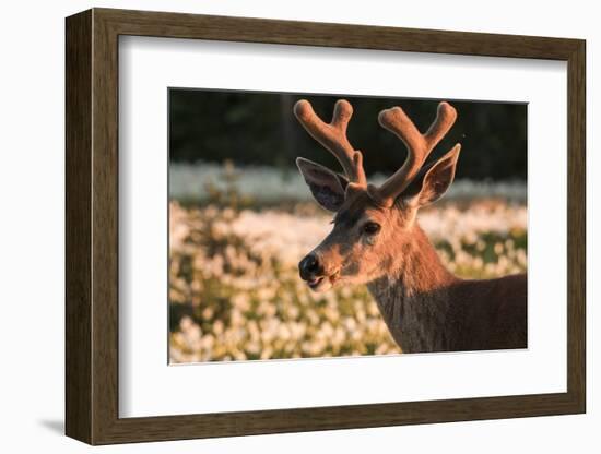 WA. Portrait of a Black-tailed deer, a buck in velvet, in a field of Avalanche Lily at Olympic NP.-Gary Luhm-Framed Photographic Print