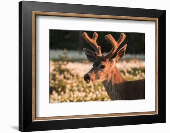 WA. Portrait of a Black-tailed deer, a buck in velvet, in a field of Avalanche Lily at Olympic NP.-Gary Luhm-Framed Photographic Print