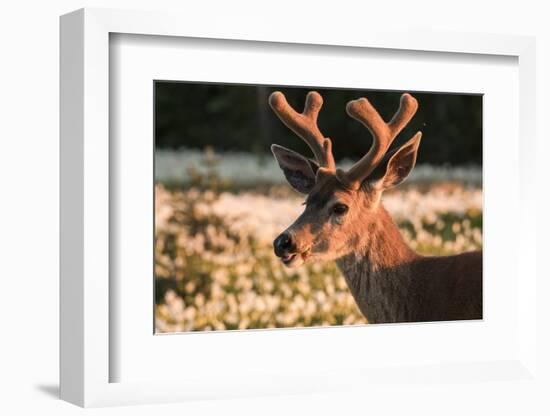 WA. Portrait of a Black-tailed deer, a buck in velvet, in a field of Avalanche Lily at Olympic NP.-Gary Luhm-Framed Photographic Print