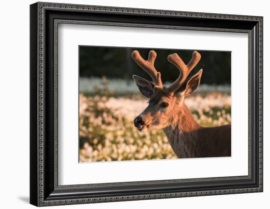 WA. Portrait of a Black-tailed deer, a buck in velvet, in a field of Avalanche Lily at Olympic NP.-Gary Luhm-Framed Photographic Print