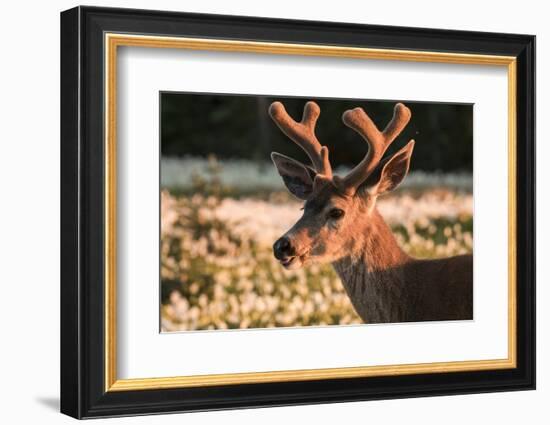 WA. Portrait of a Black-tailed deer, a buck in velvet, in a field of Avalanche Lily at Olympic NP.-Gary Luhm-Framed Photographic Print