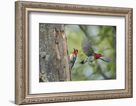 WA. Red-breasted Sapsucker flying from nest in a red alder snag while mate looks on.-Gary Luhm-Framed Photographic Print