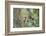 WA. Red-breasted Sapsucker flying from nest in a red alder snag while mate looks on.-Gary Luhm-Framed Photographic Print