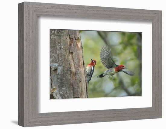 WA. Red-breasted Sapsucker flying from nest in a red alder snag while mate looks on.-Gary Luhm-Framed Photographic Print