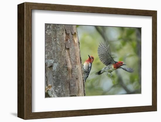 WA. Red-breasted Sapsucker flying from nest in a red alder snag while mate looks on.-Gary Luhm-Framed Photographic Print