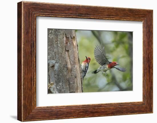 WA. Red-breasted Sapsucker flying from nest in a red alder snag while mate looks on.-Gary Luhm-Framed Photographic Print