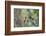 WA. Red-breasted Sapsucker flying from nest in a red alder snag while mate looks on.-Gary Luhm-Framed Photographic Print