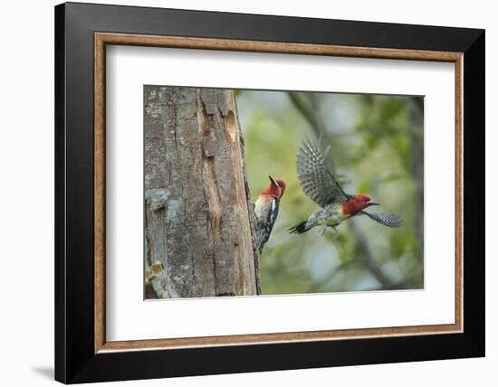 WA. Red-breasted Sapsucker flying from nest in a red alder snag while mate looks on.-Gary Luhm-Framed Photographic Print