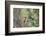 WA. Red-breasted Sapsucker flying from nest in a red alder snag while mate looks on.-Gary Luhm-Framed Photographic Print