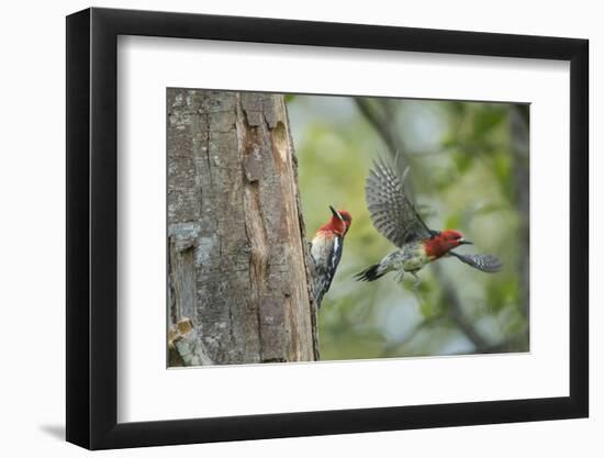 WA. Red-breasted Sapsucker flying from nest in a red alder snag while mate looks on.-Gary Luhm-Framed Photographic Print