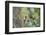 WA. Red-breasted Sapsucker flying from nest in a red alder snag while mate looks on.-Gary Luhm-Framed Photographic Print