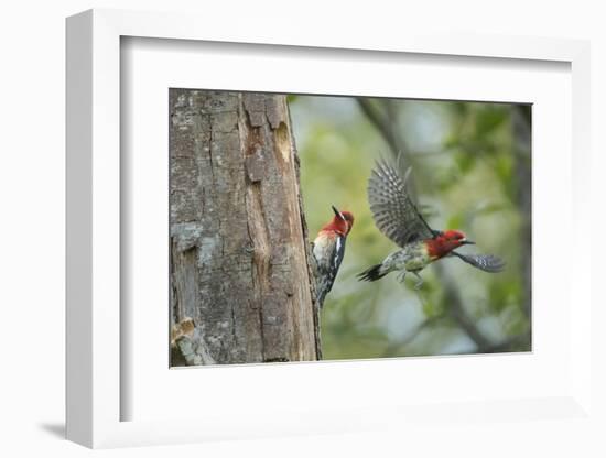 WA. Red-breasted Sapsucker flying from nest in a red alder snag while mate looks on.-Gary Luhm-Framed Photographic Print