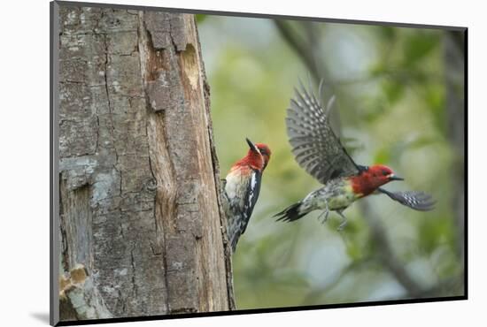WA. Red-breasted Sapsucker flying from nest in a red alder snag while mate looks on.-Gary Luhm-Mounted Photographic Print