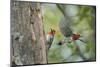 WA. Red-breasted Sapsucker flying from nest in a red alder snag while mate looks on.-Gary Luhm-Mounted Photographic Print