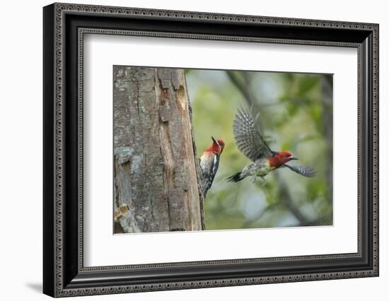 WA. Red-breasted Sapsucker flying from nest in a red alder snag while mate looks on.-Gary Luhm-Framed Photographic Print