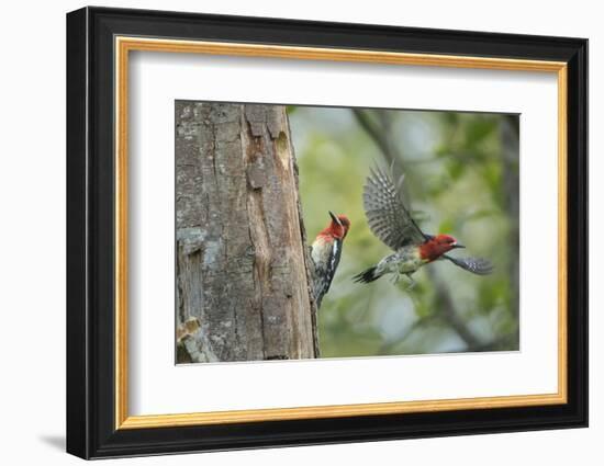 WA. Red-breasted Sapsucker flying from nest in a red alder snag while mate looks on.-Gary Luhm-Framed Photographic Print