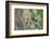 WA. Red-breasted Sapsucker flying from nest in a red alder snag while mate looks on.-Gary Luhm-Framed Photographic Print