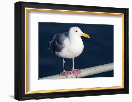 Wa, San Juan Islands, Glaucous Winged Gull, Larus Glaucescens-Jamie And Judy Wild-Framed Photographic Print