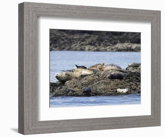 Wa, San Juan Islands, Haro Strait, Harbor Seals, Phoca Vitulina-Jamie And Judy Wild-Framed Photographic Print