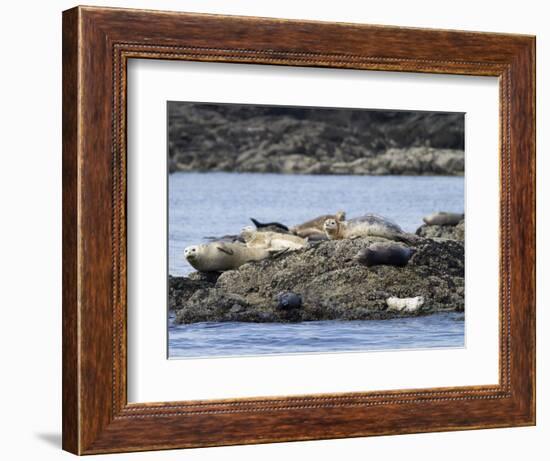 Wa, San Juan Islands, Haro Strait, Harbor Seals, Phoca Vitulina-Jamie And Judy Wild-Framed Photographic Print