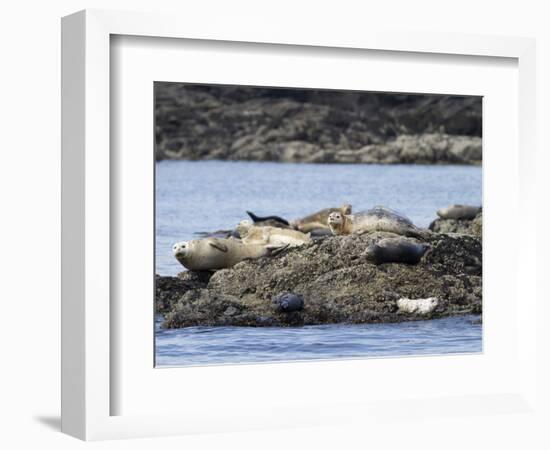 Wa, San Juan Islands, Haro Strait, Harbor Seals, Phoca Vitulina-Jamie And Judy Wild-Framed Photographic Print