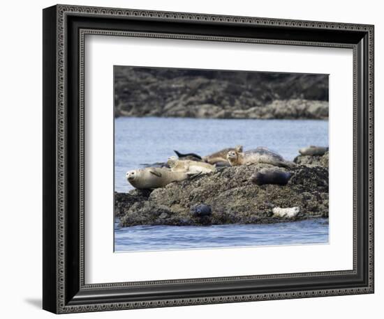 Wa, San Juan Islands, Haro Strait, Harbor Seals, Phoca Vitulina-Jamie And Judy Wild-Framed Photographic Print