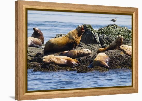 Wa, San Juan Islands, Haro Strait, Steller Sea Lions-Jamie And Judy Wild-Framed Premier Image Canvas