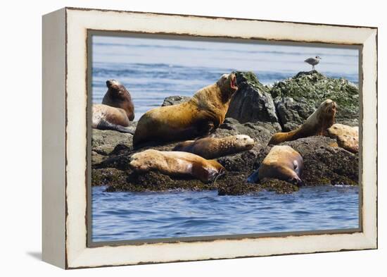 Wa, San Juan Islands, Haro Strait, Steller Sea Lions-Jamie And Judy Wild-Framed Premier Image Canvas