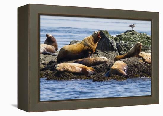 Wa, San Juan Islands, Haro Strait, Steller Sea Lions-Jamie And Judy Wild-Framed Premier Image Canvas