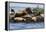 Wa, San Juan Islands, Haro Strait, Steller Sea Lions-Jamie And Judy Wild-Framed Premier Image Canvas